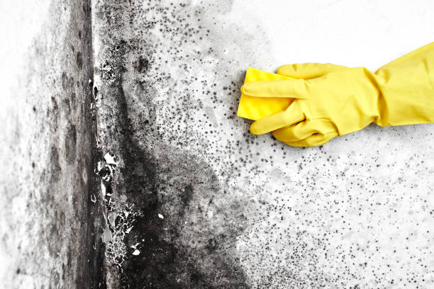 Best Mold Testing and Inspection Services in New Square, NY